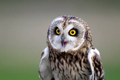 Deze zeldzame vogel kan je tijdens de winter ook in ons land spotten: “deze uil is vaak overdag actief”