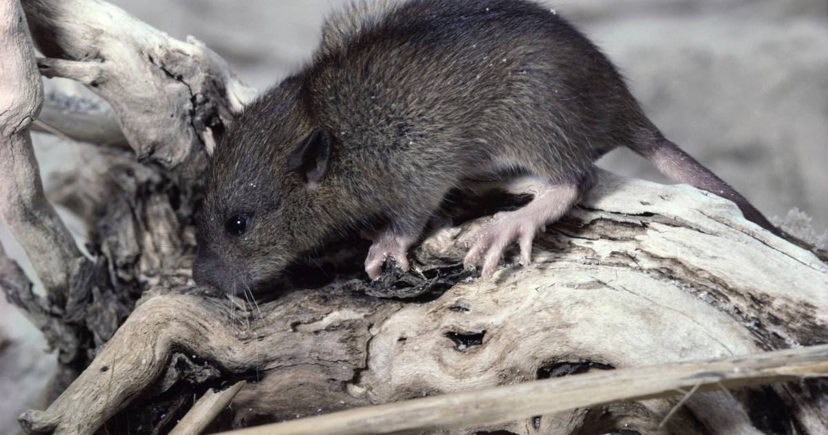 Ratten in Driewegen, bestrijden zonder gif is zaak van lange adem | Terneuzen