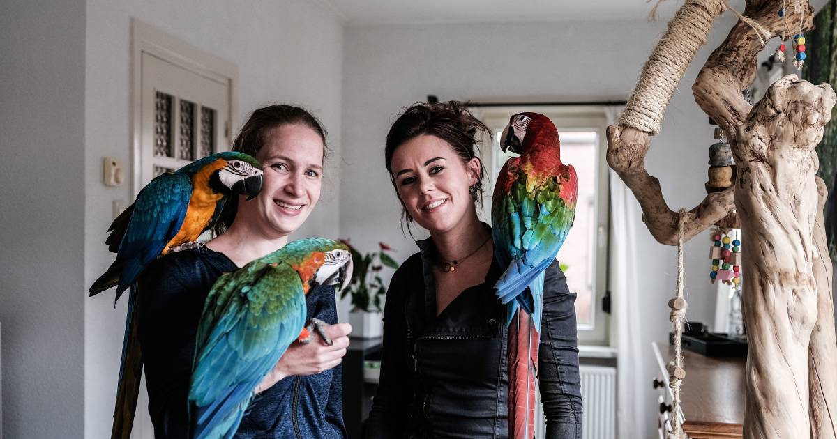 debbie traint haar papegaaien om vrij te vliegen bij een hond hak je toch ook de pootjes niet af achterhoek tubantia nl