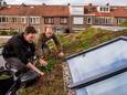 In Bergen op Zoom kun je vanaf 1 mei subsidie krijgen voor de aanleg van een groen dak. Reken op maximaal 27,50 euro per vierkante meter. De aanleg van zo’n dak kost al snel 50 tot 85 euro per vierkante meter.