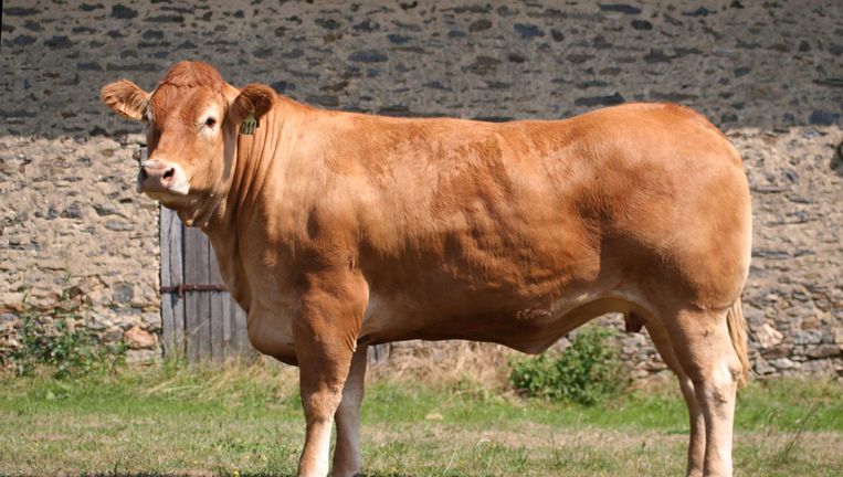 Limburgse limousinekoeien leveren het leer voor de lokale stoel Beeld   