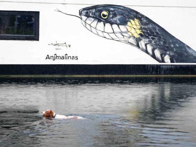 Nieuwste Animalinaswerk is bootschildering: “Geeft me het gevoel dat ik iets goed kan doen”
