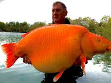 Brit vangt een van de grootste ‘goudvissen’ ter wereld in Frans meer: ‘Was geweldig maar ook puur geluk’