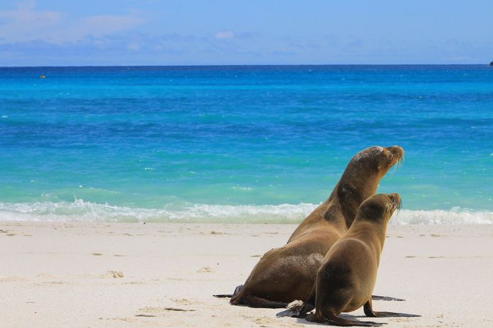 Zeehonden op de Galapagos.