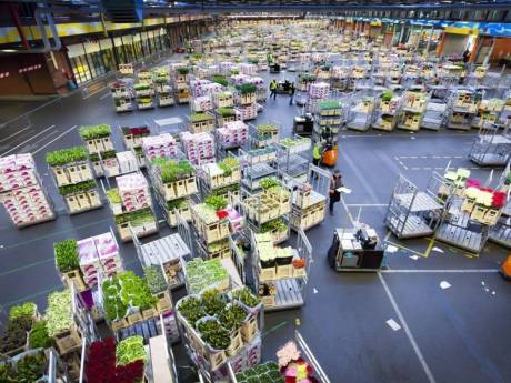 FloraHolland stelde werknemers jarenlang bloot aan asbest zonder beschermende pakken