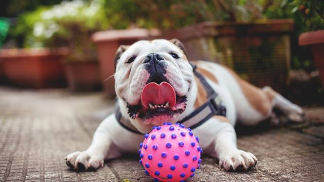Zo herken én voorkom je oververhitting bij dieren: "Bulldogs raken sneller oververhit dan andere honden”