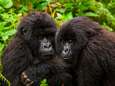 Bijna was de berggorilla uitgestorven, maar nu krijgt het dier alle ruimte in Rwanda