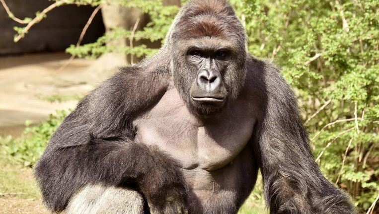 Verrast zijn paars spellen Dierentuin schiet gorilla dood die kleuter rondsleept | De Volkskrant
