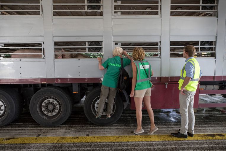 Margreet Steendijk (links) en Lesley Moffat inspecteren een van de wachtende vrachtwagens bij slachterij Vion in Boxtel, onder toeziend oog van Hugo Pol van Vion. Beeld Werry Crone