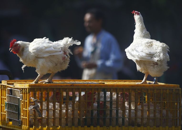 Kippen op een markt in Caïro in Egypte. Beeld reuters