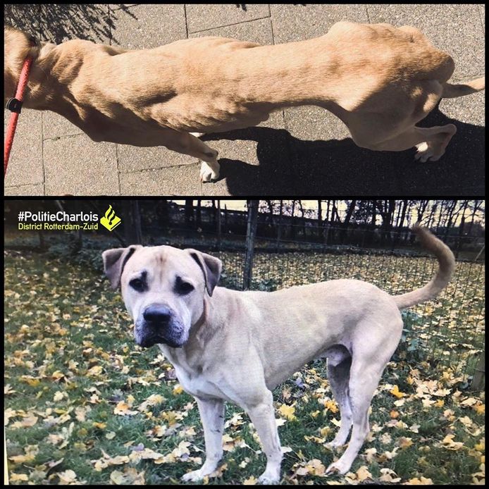 Op de bovenste foto is te zien dat de hond flink vermagerd was toen agenten hem vonden. Inmiddels is het diertje weer een beetje aangesterkt.