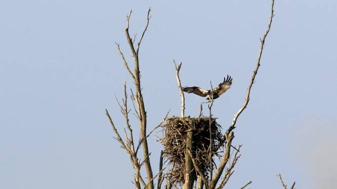 Het broedsucces van een stel magnifieke roofvogels: Biesbosch voelt steeds meer als ‘thuis’ voor de arend