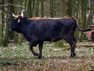 ‘Grazelands’ is nieuwe naam van stichting achter tauros, het teruggefokte oerrund 