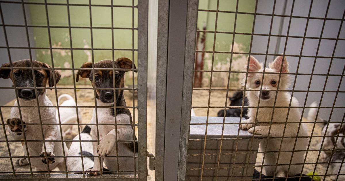 Voorschrijven katoen Ver weg Illegale puppyfabriek' in Brabant per direct gesloten, opvang gezocht voor  400 honden | Instagram | AD.nl