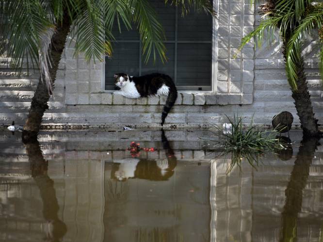 Mensen die huisdieren achterlieten tijdens orkaan Irma riskeren vervolging