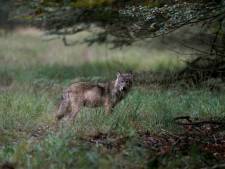 Mogelijk opnieuw aanval van wolf in Drenthe, vier schapen overleden