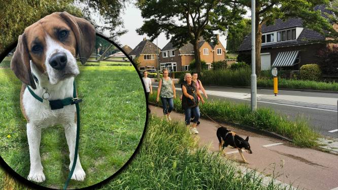 Zoekactie naar Beagle Henk in Wageningen: viervoeter in paniek weggerend na aanrijding