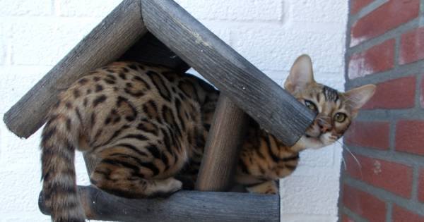 18x jullie gekste kattenkiekjes | Binnenland - AD.nl