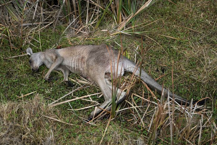 Beeld ter illustratie, Gaia roept op om kangoeroevlees (tijdelijk) te verbieden.