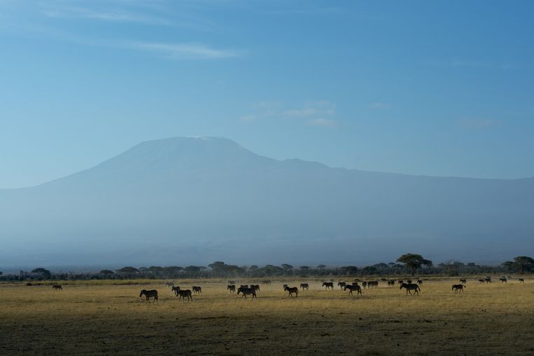 Het wildpark Amboseli in het zuiden van Kenia, waar Tuqa Jirmo Huqa als parkwachter werkt. Op de achtergrond de Kilimanjaro. Beeld getty