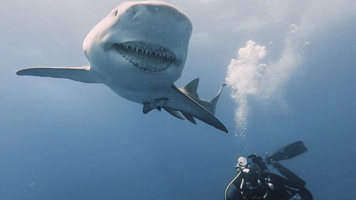 Diver Lovin succeeds in taking unique photos of the only shark on the planet that has this deviation