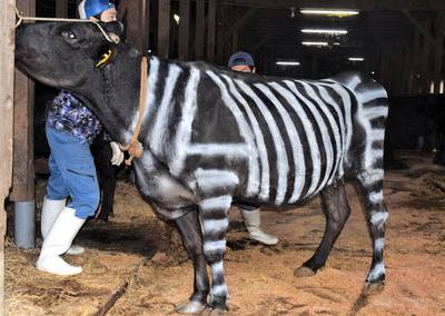 Japanse zebra-koe in opmars: “Trekt geen insecten aan”