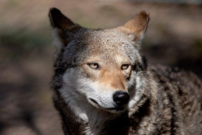 Waarom moet de ‘Utrechtse’ wolf een gps-zender krijgen? ‘Er lopen hier ...