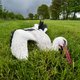 Ooievaar uit nest geschoten in Overijssel