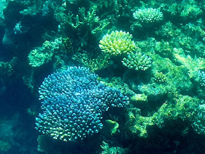 Great Barrier Reef lijdt opnieuw onder verbleking