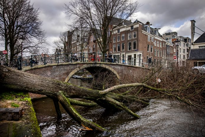 Een omgevallen boom op de reguliersgracht in het centrum van Amsterdam.