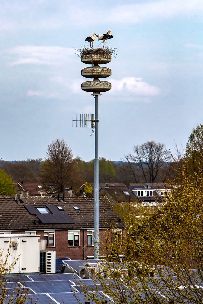 Broedende Ooievaars Leggen Luchtalarm In Raalte Het Zwijgen Op Raalte Destentor Nl