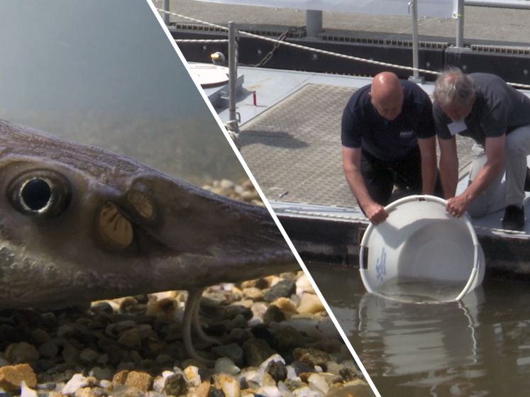 Prehistorische vis na zeventig jaar weer terug in de Biesbosch: 'Het zijn stevige robuste dieren'