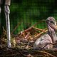 Primeur voor ZOO Antwerpen: twee Afrikaanse maraboes of ‘lelijke schattigaards’ geboren