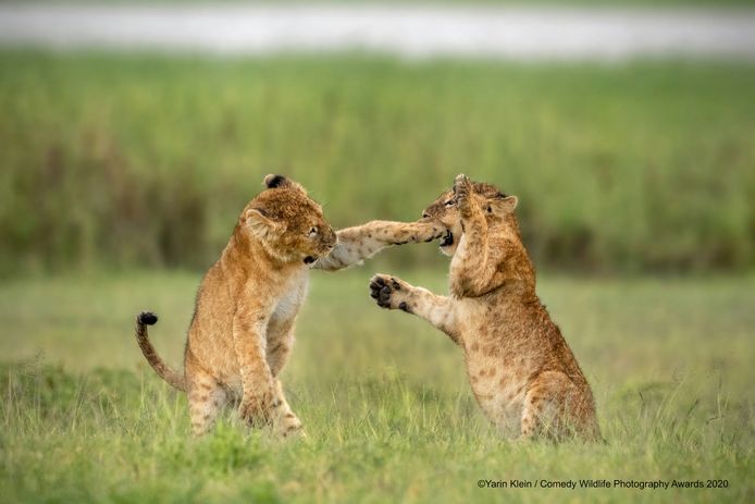 Heeft deze leeuwenwelp in Tanzania nog iets tussen de tanden steken? Dan is hulp van zijn vriendje meer dan welkom.