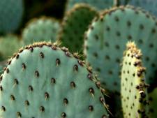 Les cactus aussi redoutent le réchauffement climatique