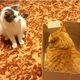 Kaper op de kust! Deze rode kater blijft zijn fort verdedigen