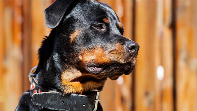 Hond slachtoffer bijt straatrover in been in Gorinchem