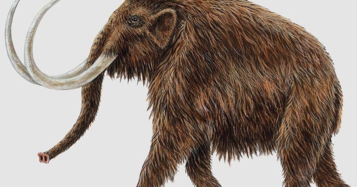 Wanneer stierf de laatste mammoet in