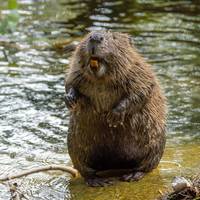 Wat die vermaledijde wilde hamsters en bevers ons leren over onze kijk op wilde dieren in Vlaanderen