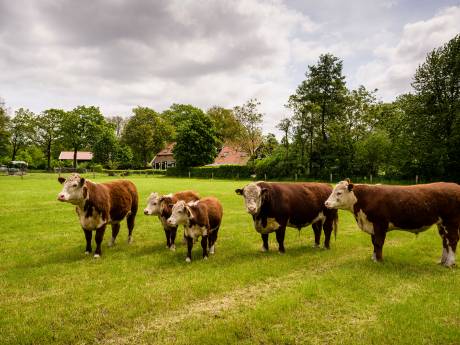 Honesch, een plek om nooit meer weg te gaan: ‘Aanzeggen? Dat heb ik hier gelukkig nog niet mee hoeven maken’