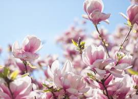 Met déze slimme truc komt je magnolia-tak altijd tot bloei