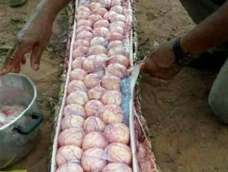 Mannen doen lugubere ontdekking nadat ze slang gedood hebben