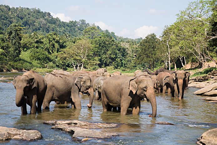 Het is nog lang niet zeker dat de Aziatische olifant het einde van deze eeuw haalt.