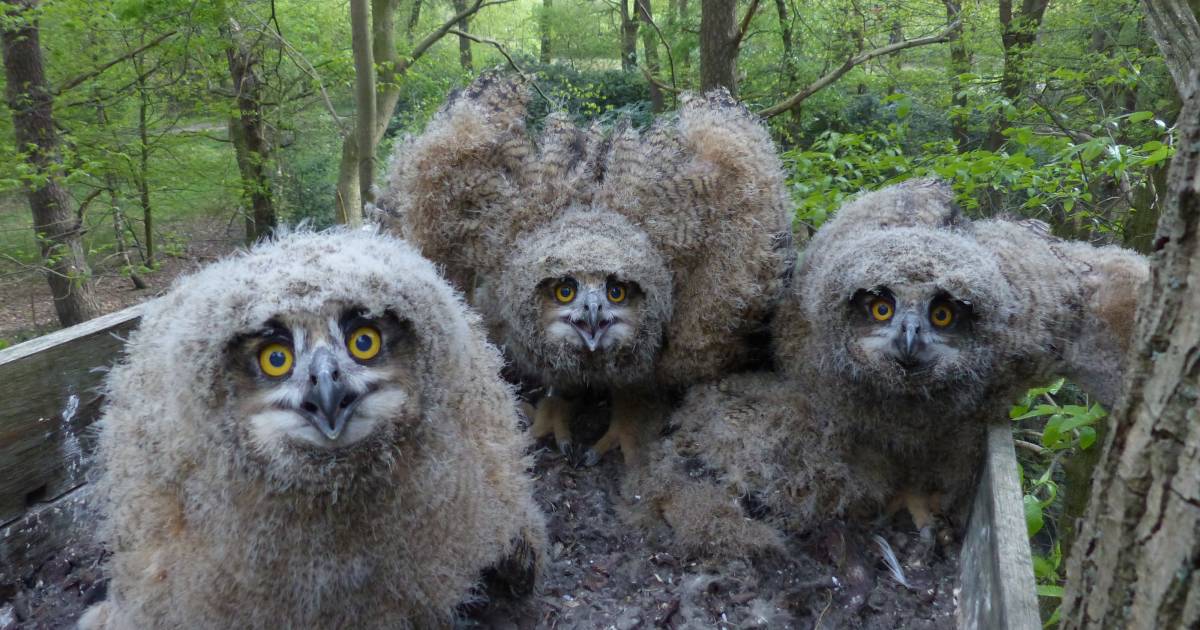 Ze zijn terug in Oost-Nederland, de dieren die zijn uitgezet - Tubantia