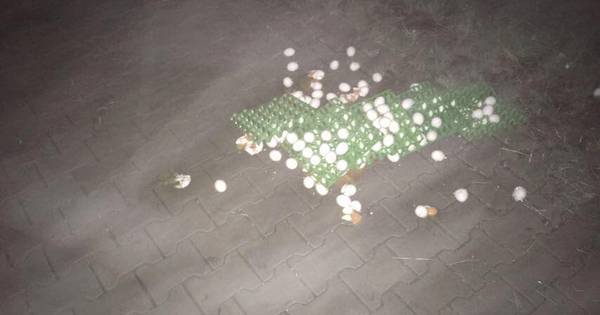 Kippenboer uit Bentelo dreigt video van eiervandalen online te zetten - Tubantia