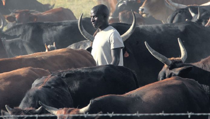 In ruil voor een koe kunnen boeren in Zimbabwe geld lenen bij een speciale bank. Als de lening is afbetaald, krijgt de boer zijn koe terug. Deze vorm van koehandel is voor veel arme boeren een uitkomst