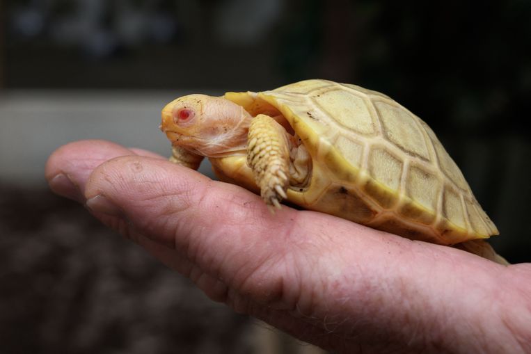 maag India Kelder Zeldzame albino schildpad past op je vinger | De Volkskrant