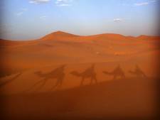 Zomerfoto's: op pad met kamelen, de zoektocht naar een konijn en een kikkervriend