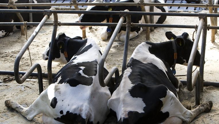 Stable Safe is bedacht voor varkenshouderijen, maar werkt ook in een koeienstal. Beeld anp