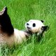 Gieren met dieren: de beste beestige livestreams op een rij
